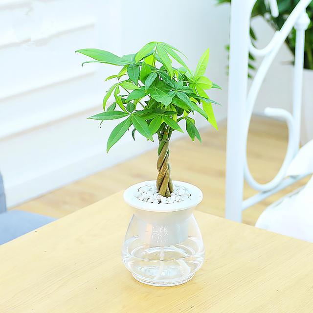 十种常见的水培植物推荐,超实用水培植物怎么养