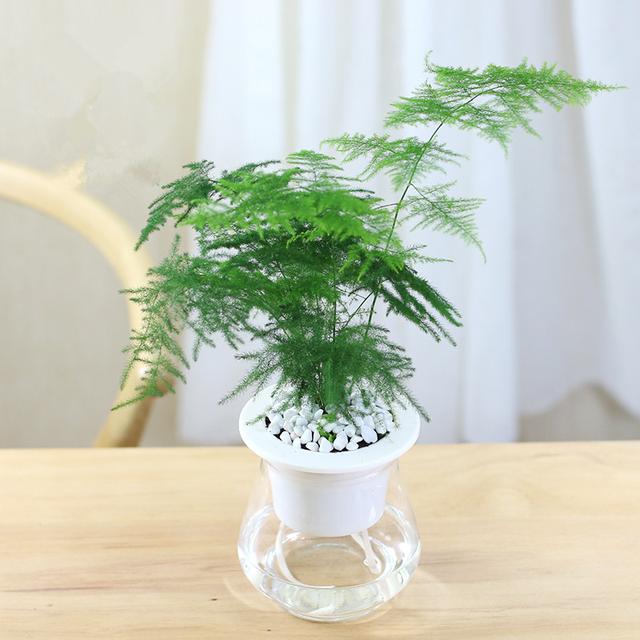 十种常见的水培植物推荐,超实用水培植物怎么养