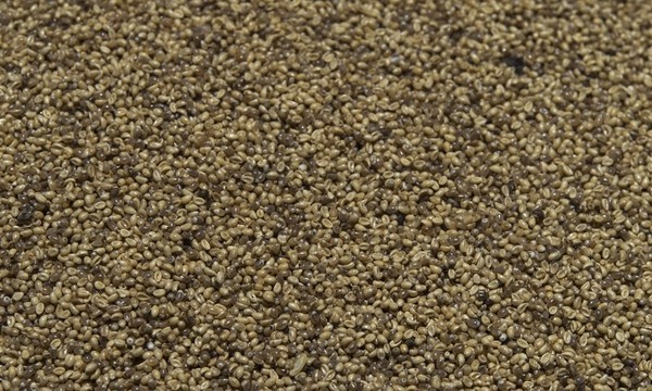 蚊子那么讨厌为什么不灭绝,蚊子那么多怎样处理呢