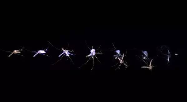 蚊子那么讨厌为什么不灭绝,蚊子那么多怎样处理呢