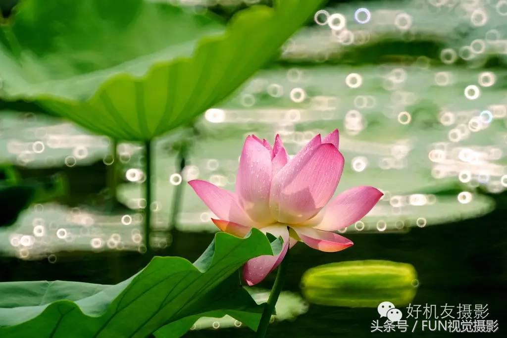 花卉创意摄影作品欣赏,花卉创意摄影十个技巧是什么