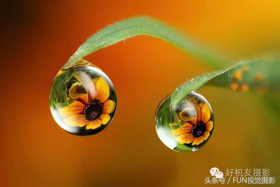 花卉创意摄影作品欣赏,花卉创意摄影十个技巧是什么