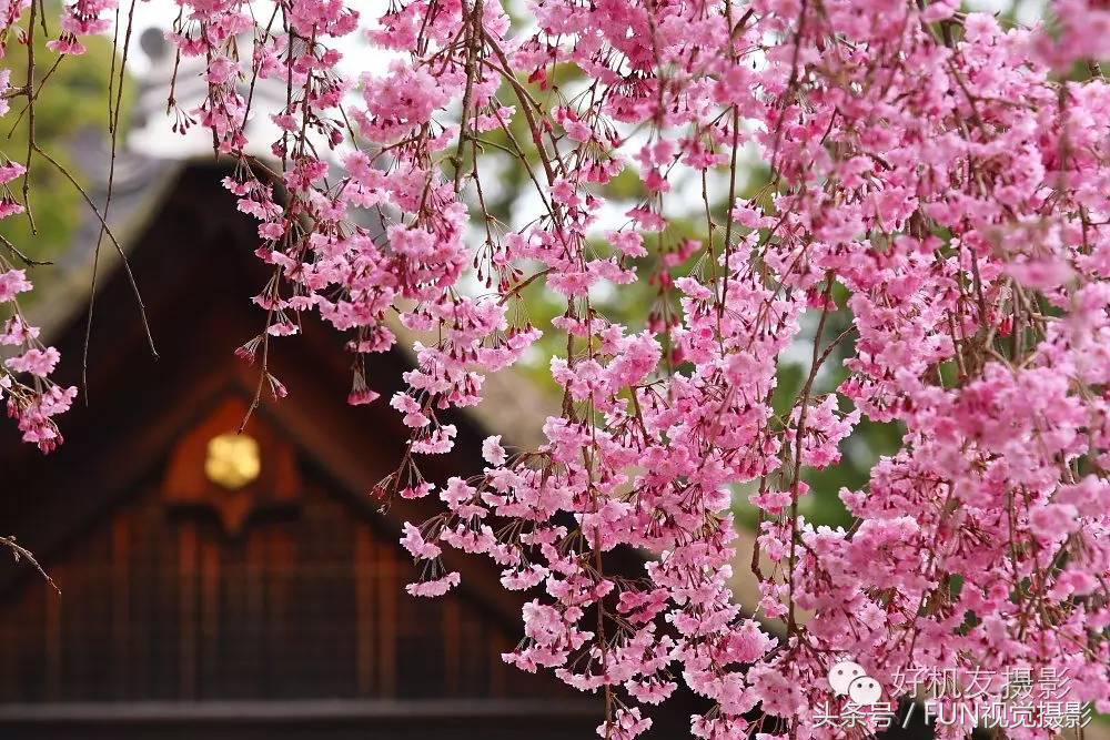 花卉创意摄影作品欣赏,花卉创意摄影十个技巧是什么