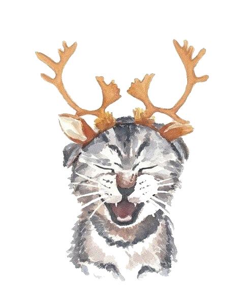 天气热宠物怎么样养好,天气热了宠物应该注意什么