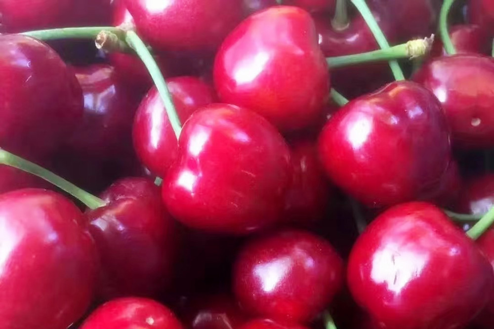 欢迎品尝烟台大樱桃,福山大樱桃和海阳大樱桃