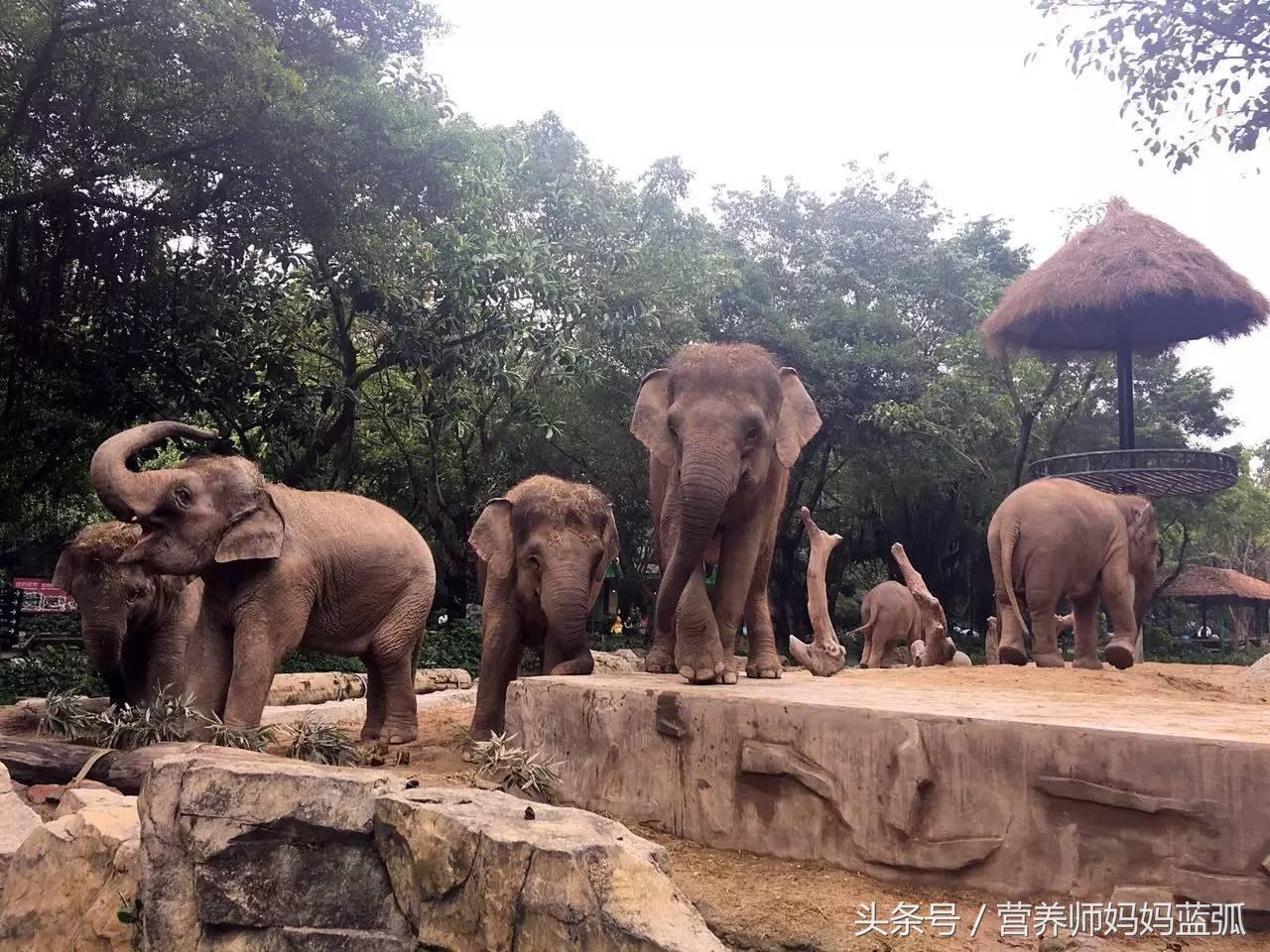 5.1带孩子去长隆推荐,带娃广东长隆欢乐世界游玩攻略