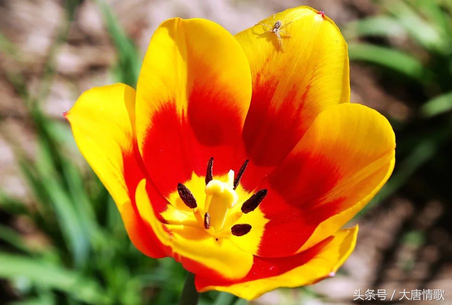 郁金香盛开的美丽,郁金香绽放在波斯湾上空