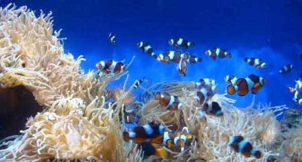 重庆最大海洋公园,重庆最大的海洋公园是哪个