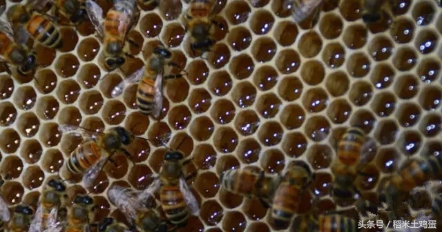 蜂蜜过期了怎么办小妙招,蜂蜜过期了怎么处理最好