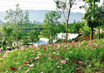 踏春寻觅处相约北碚花海节情定光亮·天润城