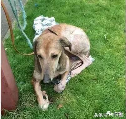 泰迪三千买的贵不贵,三千左右的贵泰迪