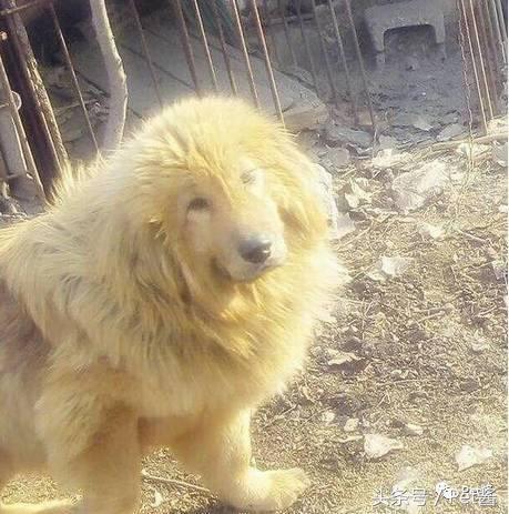 泰迪三千买的贵不贵,三千左右的贵泰迪