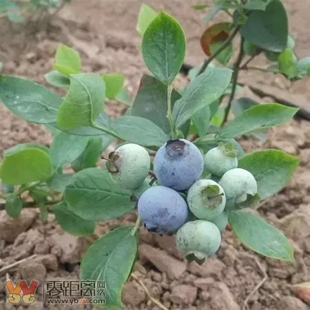 宜宾屏山蓝莓基地采摘园在哪,宜宾蓝莓采摘基地多久可以摘