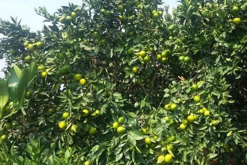 植物王国奇迹果,水果王国植物图鉴系列