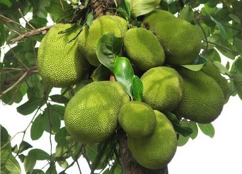 植物王国奇迹果,水果王国植物图鉴系列