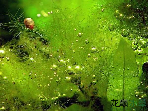 水草造景之我见-水草造景详细开缸教程及相关常见问题预防解答