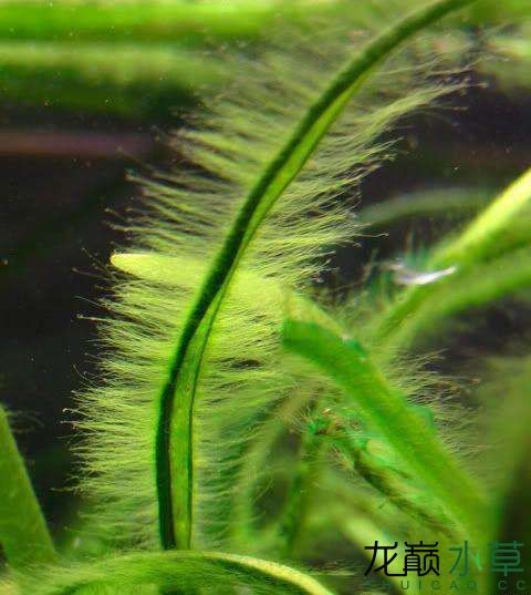 水草造景之我见-水草造景详细开缸教程及相关常见问题预防解答