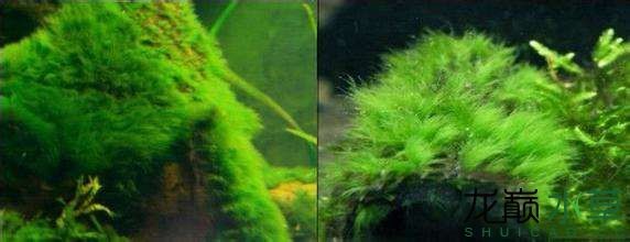 水草造景之我见-水草造景详细开缸教程及相关常见问题预防解答