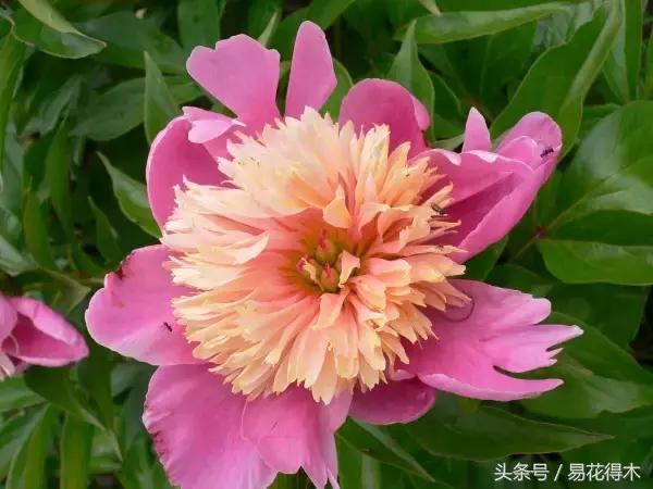 芍药名贵品种图片大全,芍药名贵品种紫袍金带