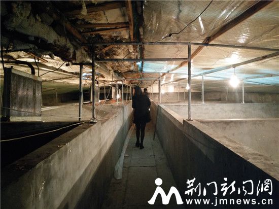 东鳄西稻的沙洋“爱恋”