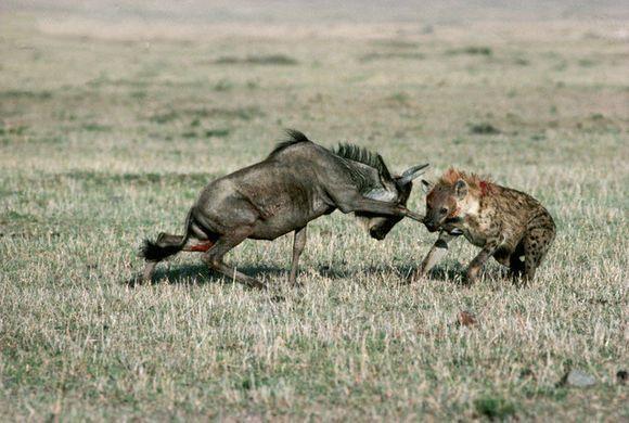 最厉害的食肉动物族群斑鬣狗,非洲斑鬣狗花豹
