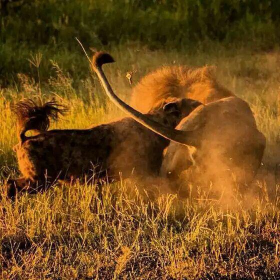 最厉害的食肉动物族群斑鬣狗,非洲斑鬣狗花豹