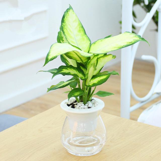 十种常见的水培植物推荐,超实用水培植物怎么养