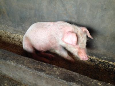 仔猪掉队消瘦炸毛怎么办,仔猪闹栏怎么解决