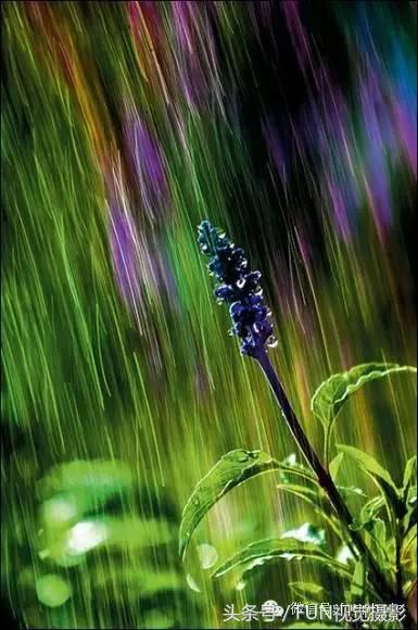 花卉创意摄影作品欣赏,花卉创意摄影十个技巧是什么