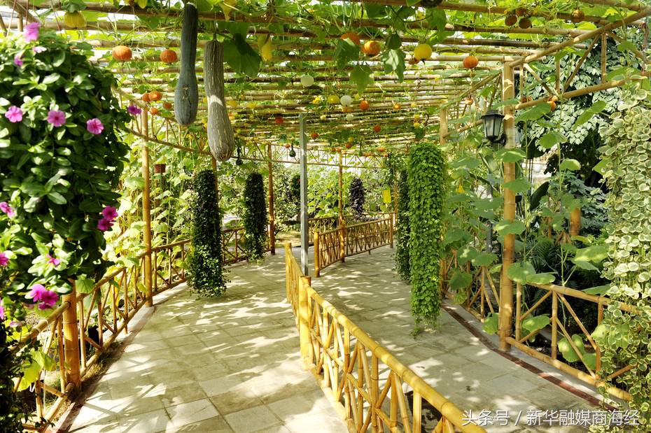 来这个镇得准备个菜篮子“一带四园”10万人光顾连玩带挣钱