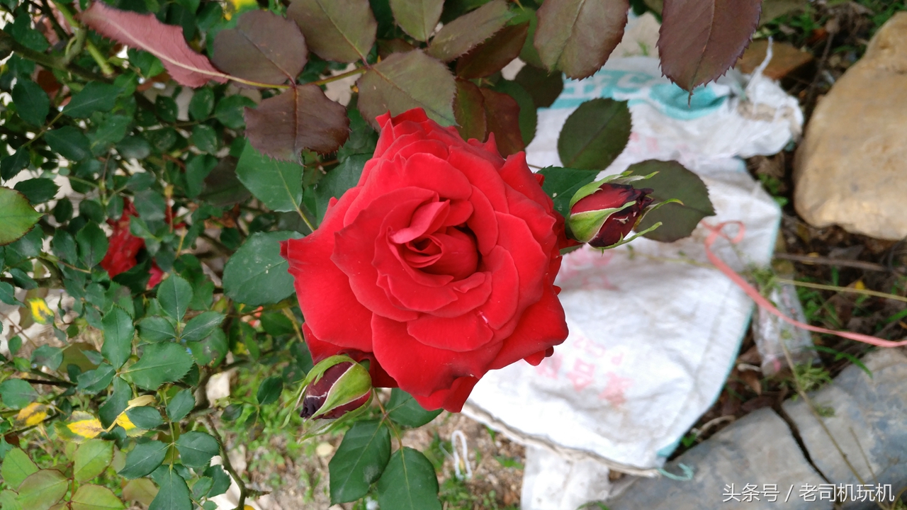 酷派s1最新改装,酷派改变者s1