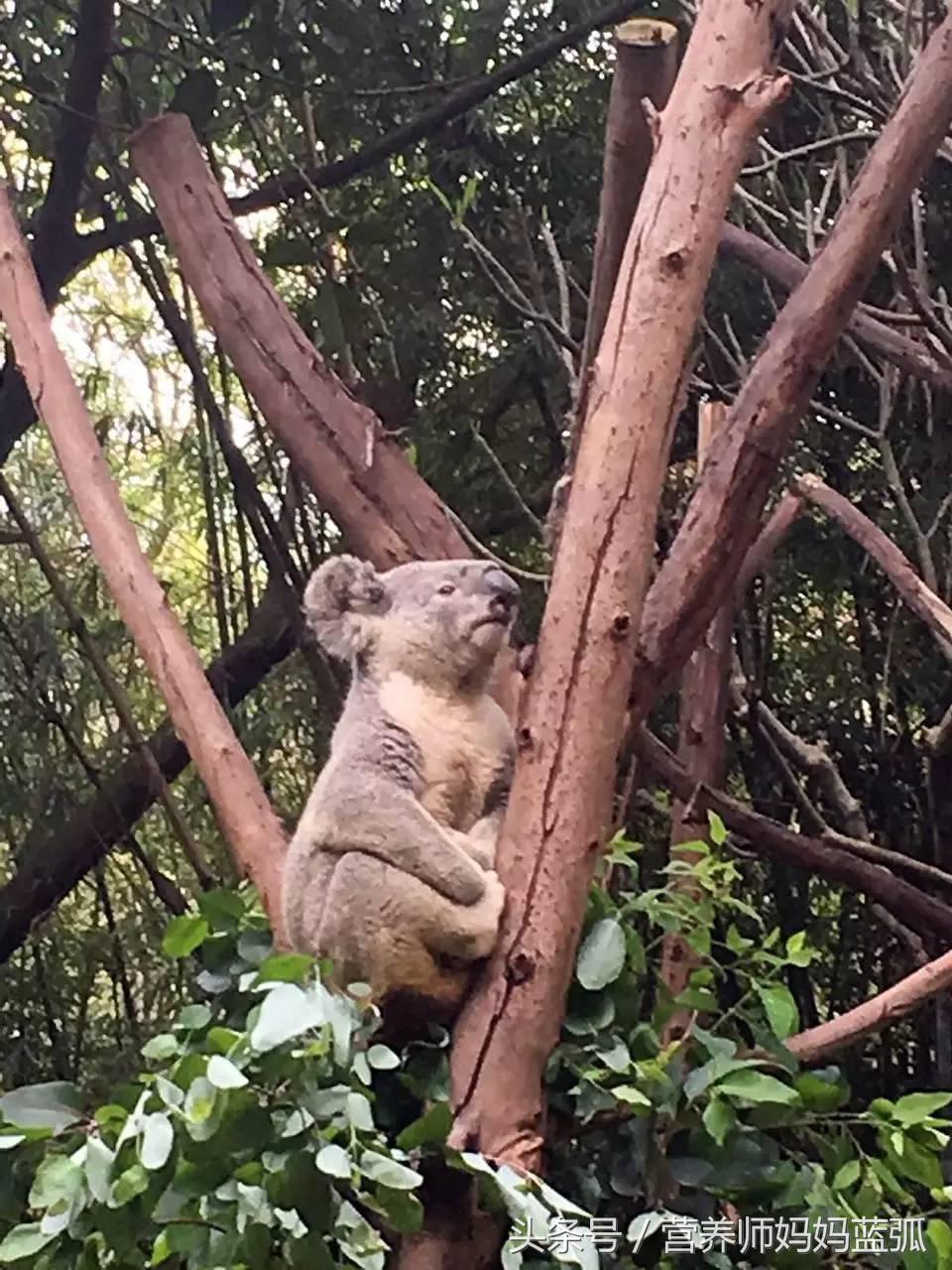 5.1带孩子去长隆推荐,带娃广东长隆欢乐世界游玩攻略