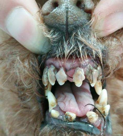 狗狗只吃人的食物不吃狗粮好吗,经常吃家里饭菜的狗狗还吃狗粮吗