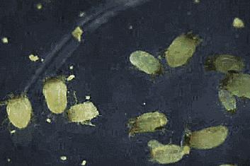 被子晒完太阳真的是螨虫的味道吗,晒过太阳的被子香味是螨虫尸体吗