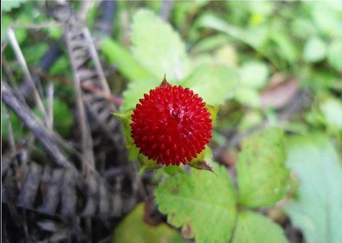 地道小吃童年味道,什么样的美食叫怀旧美食