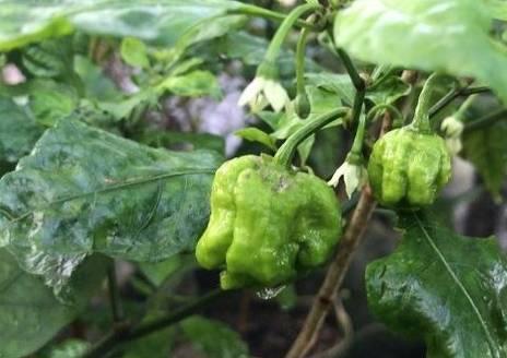 菜盆阳台种辣椒,菜市场辣椒里的种子能种吗