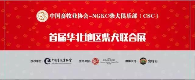首届华北地区柴犬联合展,柴犬展