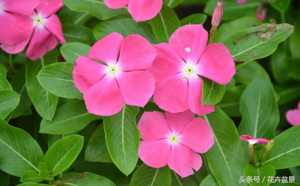 长春君子兰与科学莳养,君子兰用b12可以吗