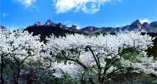 莫负春光辽宁赏花踏青攻略来了,辽宁最美十大花海
