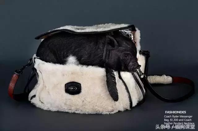 瀹犵墿鐚殑濂緢楗板搧,瀹犵墿鐚繘鍐涘ア渚堝搧鍥剧墖