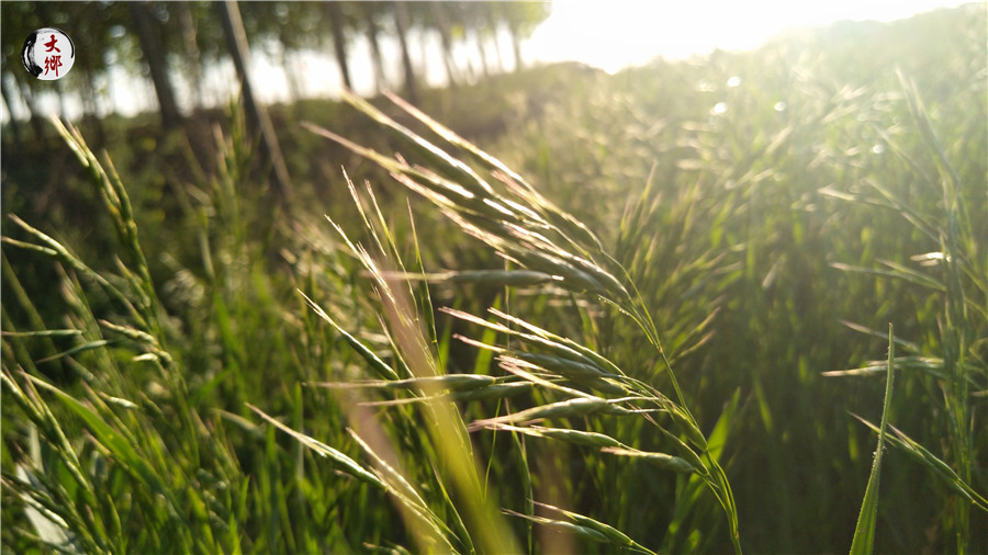 野燕麦在农村当做杂草，却不知鲜榨的“野麦汁”还有这些功能