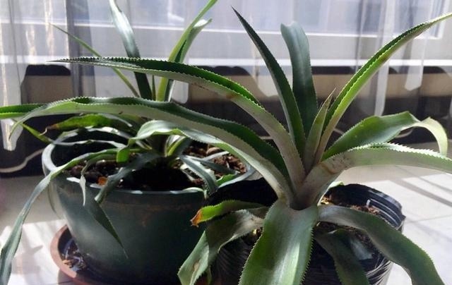 菠萝吃完怎么能种菠萝,菠萝头怎么才能长出新鲜的菠萝