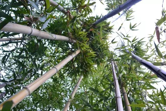 大西安真正的美景,大西安临潼