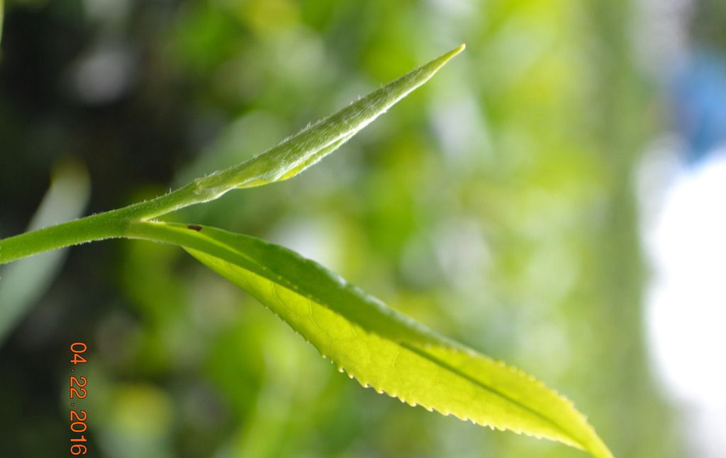 中国十大名茶应该如何排名,中国十大名茶及其介绍