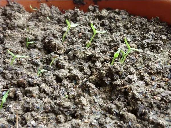 菜盆阳台种辣椒,菜市场辣椒里的种子能种吗