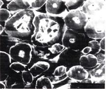 纺织纤维衣服好不好,纺织纤维的衣服质量怎么样