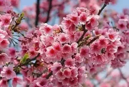 莫负春光辽宁赏花踏青攻略来了,辽宁最美十大花海