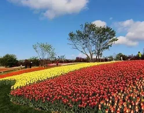 莫负春光辽宁赏花踏青攻略来了,辽宁最美十大花海