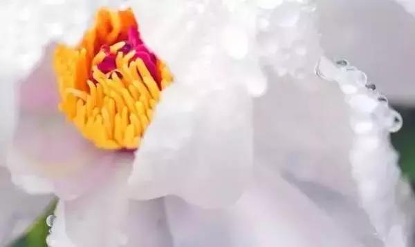 莫负春光辽宁赏花踏青攻略来了,辽宁最美十大花海