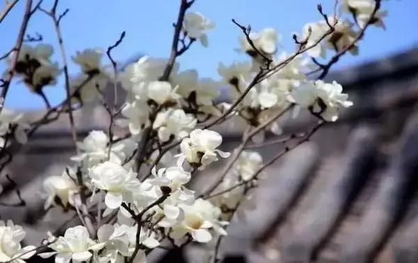 莫负春光辽宁赏花踏青攻略来了,辽宁最美十大花海